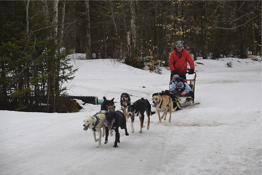 Scout riding a dogsled through snowy woods.